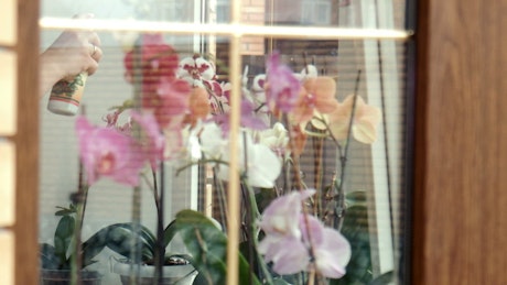 Fertilizing the flowers near the window.
