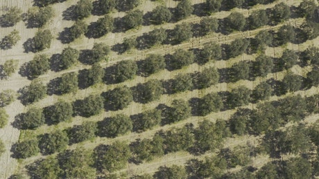 Field covered with trees in a row seen from above.