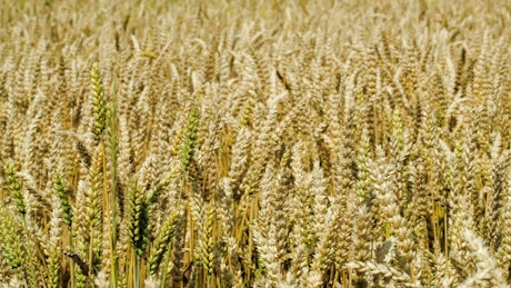Field of wheat before the harvest season.