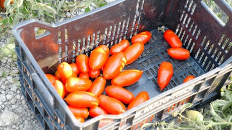 Filling a crate with tomatoes.