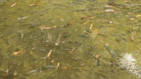 Fish feeding in a large pond.