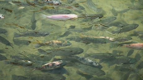 Fish swimming along in a pond.