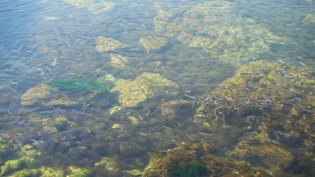 Fish swimming in the shallows
