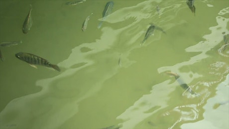 Fish swimming just below the surface