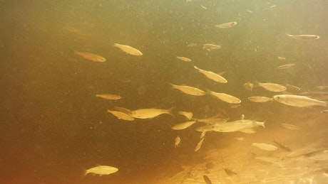 Fish swimming under polluted water.