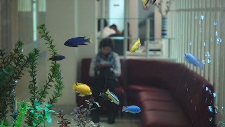 Fish tank in the waiting room of a hospital