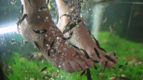 Fishes cleaning a client's feet