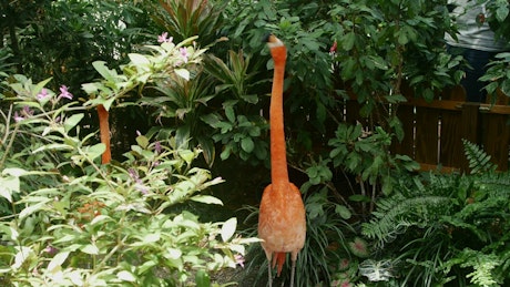 Flamingo bird in a tropical garden.
