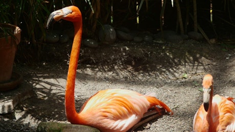 Flamingo standing near a pot plant in the sun.
