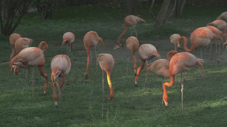 Flamingos eating in a field