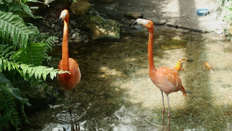 Flamingos in a lake in the jungle.