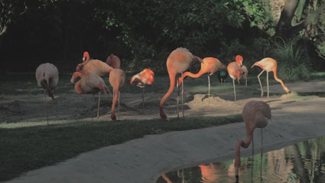 Flamingos in a Zoo enclosure.