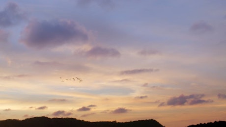 Flock of black birds flying in the sky during sunset.