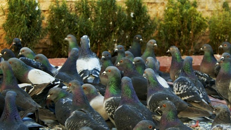 Flock of pigeons on the street, slow motion.