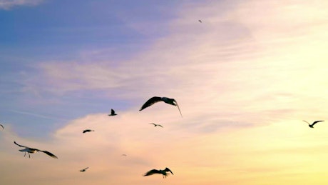 Flock of seagulls flying across the sky with a sunset.