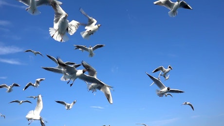 天空中成群的海鸥