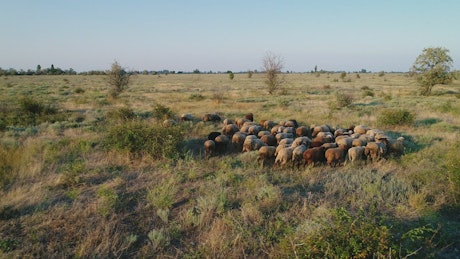 Flock of sheep walking in the meadow.
