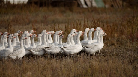 Flock of white geese waddling along a field.