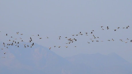 Flocks of birds flying in the sky.