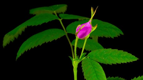Flower on a plant opening its pink petals