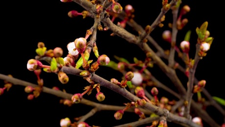 Flowers on the branches of a tree opening slowly.