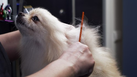 Fluffy dog being carefully brushed by its owner.
