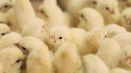 Fluffy yellow chicks crowd together.