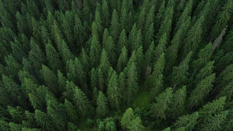 Flying above a beautiful pine forest