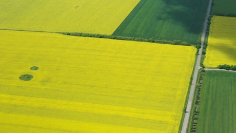 Flying above large rapeseed fields.