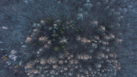 Flying over a frozen forest