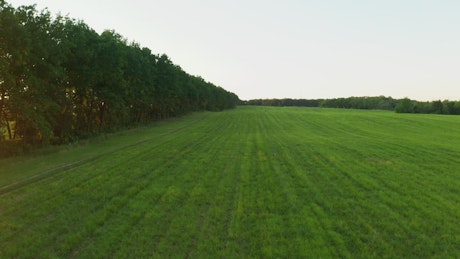Flying over a green field and a tree line