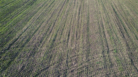 Flying over an agriculture field, texture video.