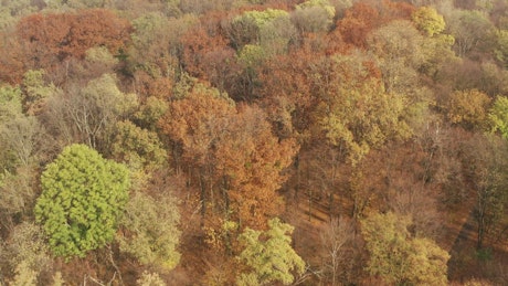 Flying over an autumn forest