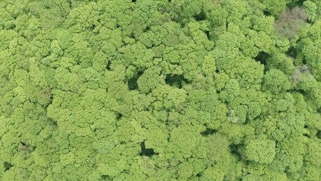 Flying over green forest.