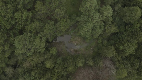 Flying over the trees of a forest with a small river
