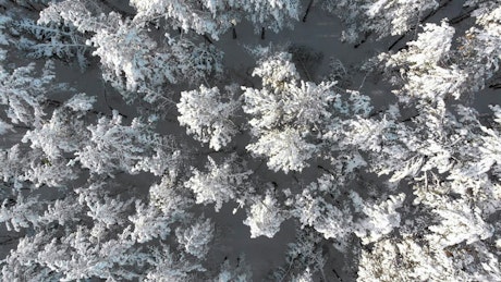 Flying over the treetops of a snowy forest