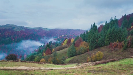 Foggy autumn forest.