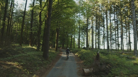Following a mountain bike rider going through trees.