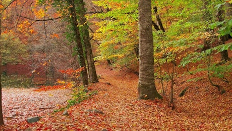 Forest floor covered in autumn leaves.