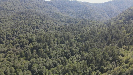 Forest full of green trees in a mountain range