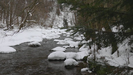 Forest in winter with a river