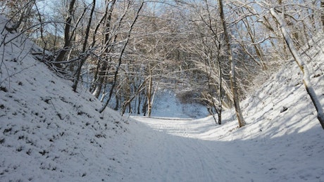 Forest path covered in snow