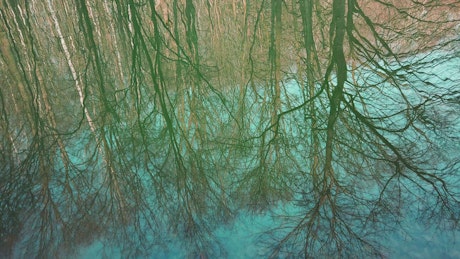 Forest reflecting on a lake.