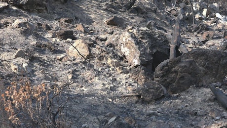 Forest soil after the fire.