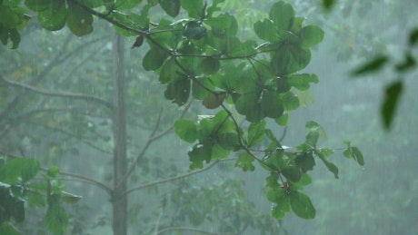 Forest under a tropical rain