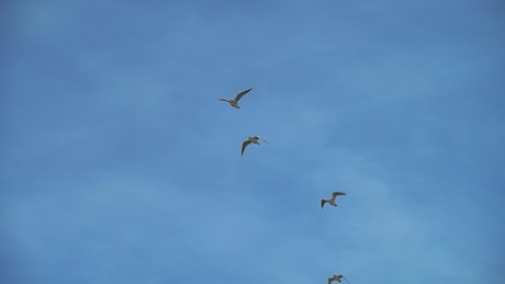四只海鸥在天空中一起飞翔