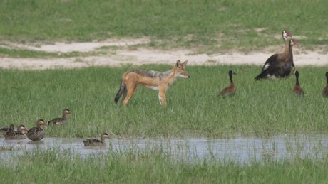 Fox hunting birds in a pond.