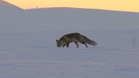 Fox running in the snow.