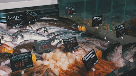 Fresh fish in the counter ready for sale