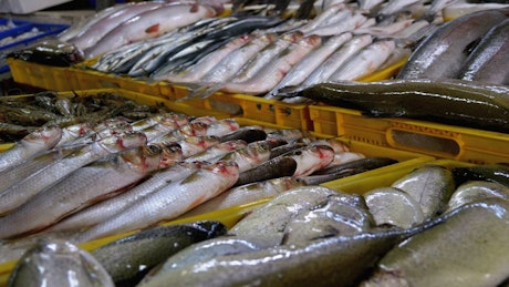 Fresh fish on ice trays in the market